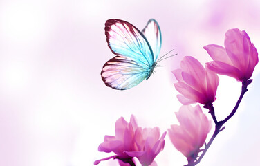 Spring background with blooming pink magnolia flowers and flying butterfly.