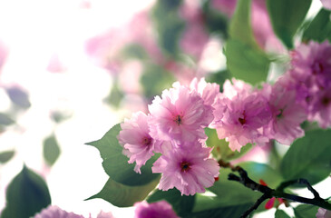 Branch of blossoming sakura cherry on spring background. Spring and nature concept