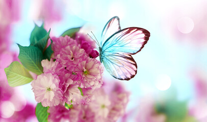 Branch of blossoming sakura cherry on spring background, fluttering blue butterfly in spring on nature outdoors.