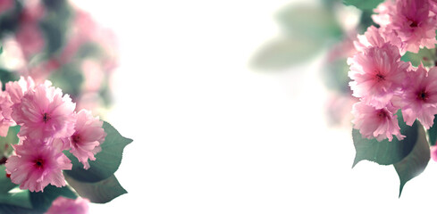 Branch of blossoming sakura cherry on spring background. Spring and nature concept