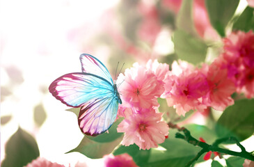 Branch of blossoming sakura cherry on spring background, fluttering blue butterfly in spring on nature outdoors.