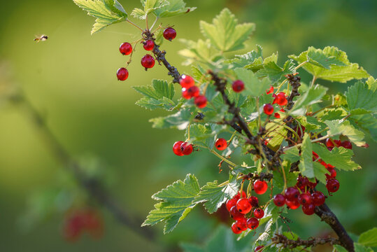 Red currants on the branch in garden.