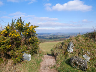 Fototapeta premium Yellow flowering gorse bushes and granite boulders on Dartmoor National Park moorland under a blue sky in Devon, England, United Kingdom