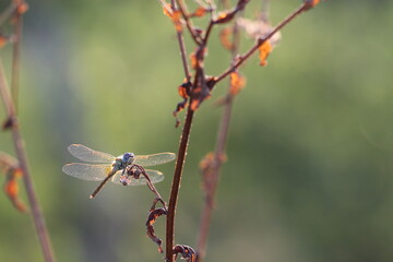 una libellula al tramonto su un fiore in estate © Simona