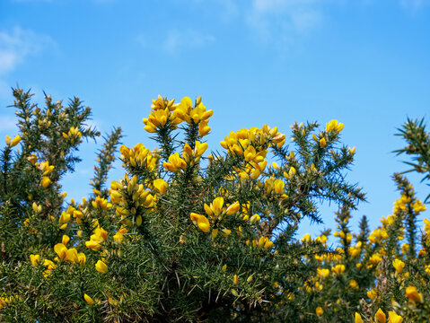 Bright yellow gorse flowers blooming on Dartmoor National Park, Devon, England against a clear blue sky