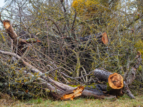 knstlicher efeu fr drauen Sichtschutz mit knstlichem Efeu kaufen  Knstliche Efeu Matte - Peer
