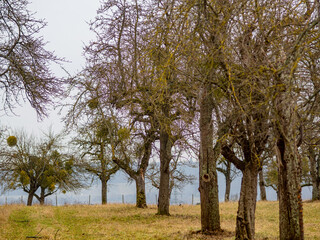 Fototapeta premium Viele Misteln auf einem Baum im Winter