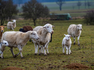 Obraz premium Maulwurfshaufen auf einer Schafweide