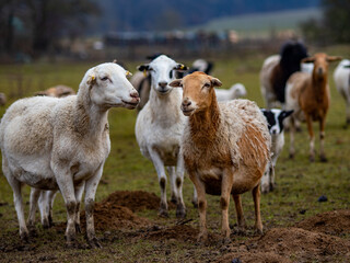 Obraz premium Maulwurfshaufen auf einer Schafweide