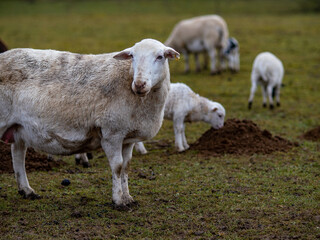 Obraz premium Maulwurfshaufen auf einer Schafweide