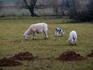 Maulwurfshaufen auf einer Schafweide