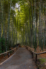 Fototapeta premium bambù forest
