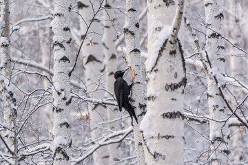 Fototapeta premium Black woodpecker female Dryocopus martius on a birch in a winter forest