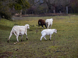 Obraz premium Kleine Schafherde auf der Weide
