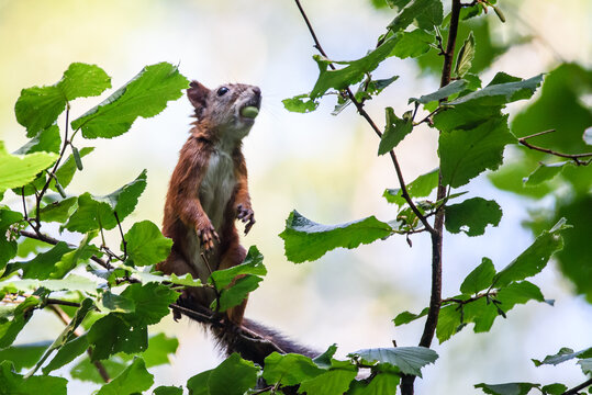 Red Squirrel, Sciurus vulgaris on tree in forest with hazelnut in mouth