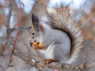 The squirrel with nut sits on tree in the winter or late autumn