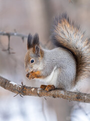 The squirrel with nut sits on tree in the winter or late autumn