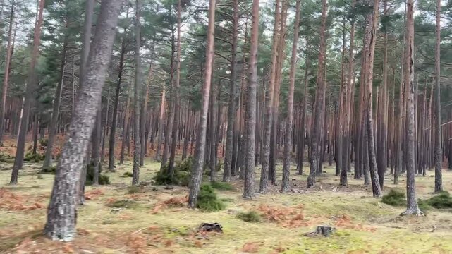 Bosque tupido de pinos camino a la Laguna Negra