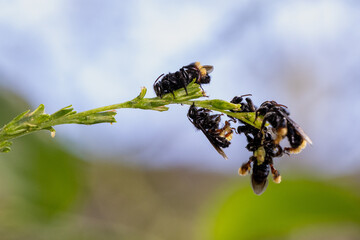 Abelha-irapu&atilde; (Trigona spinipes), tamb&eacute;m conhecida pelos nomes arapu&atilde;, irapu&atilde;, irapu&aacute; e aripu&aacute;.