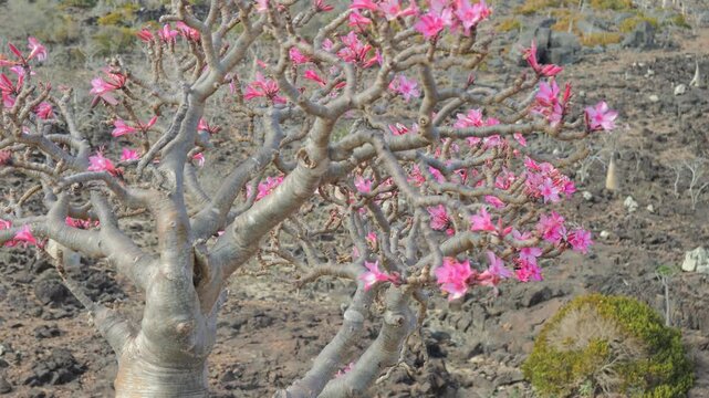 Detail of Socotra Desert Rose (Bottle Tree) vibrant pink blossoms. The tree trunk  grows among rocks in an arid environment, showcasing unique adaptation to harsh desert conditions, POV walking