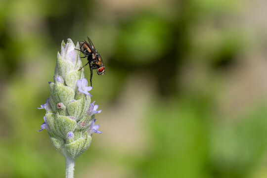 Mosca pousada em uma flor de lavanda