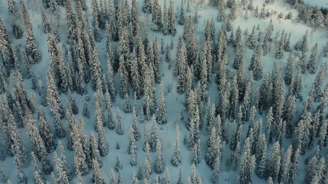 Close aerial drone zoom into dense snow covered pine forest creating natural winter texture and pattern. Calm scenic background from above.