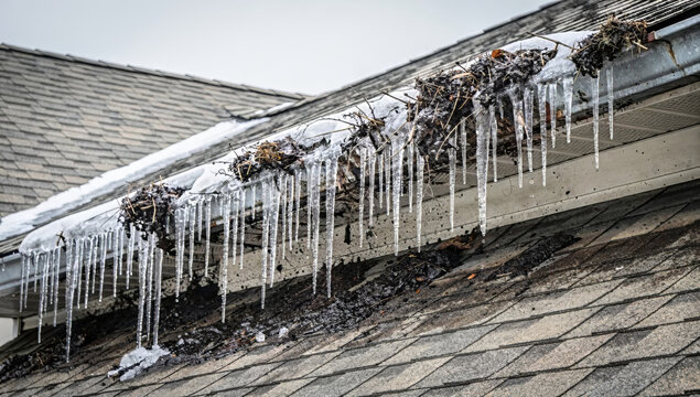 Jagged clear icicles hanging from a clogged roof gutter filled with dark debris. Winter home maintenance problem with ice dam formation on asphalt shingles