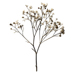 Highly realistic antique gypsophila specimen single thin babys breath stem with deep slate green and muted brown mixed blossoms fully dried and shrunken petals timewor