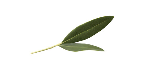 imagine isolated green olive leaf with soft shadow on a white background
