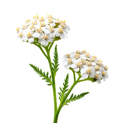 Two small yarrow flowers isolated