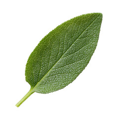 Salvia officinalis single leaf texture top view white background