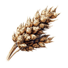 wheat bran color ink drawing illustration hyper detailed white background