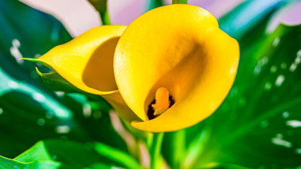 黄色のカラーの花のアップ