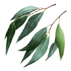 Hyperrealistic eucalyptus gum leaves long slender green leaves matte texture natural curve isolated on plain white background highresolution botanical photography styl