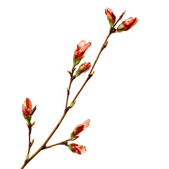 one thin branch with buds and three petals on a white background without shadows