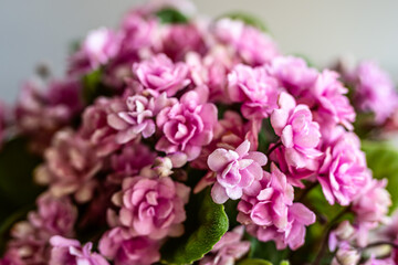 セントポーリアの花