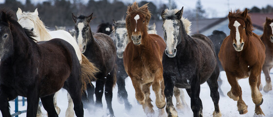 冬に走る馬の群れ
