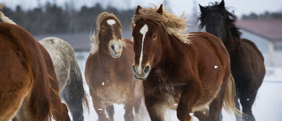 冬に走る馬の群れ