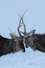 角を突きあうエゾシカ