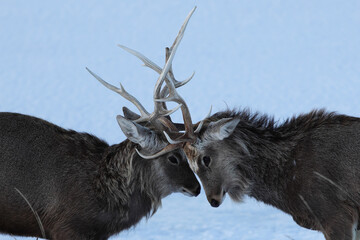 角を突きあうエゾシカ