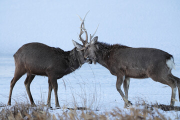 角を突きあうエゾシカ