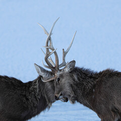 角を突きあうエゾシカ