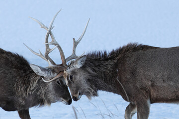 角を突きあうエゾシカ
