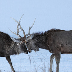 角を突きあうエゾシカ