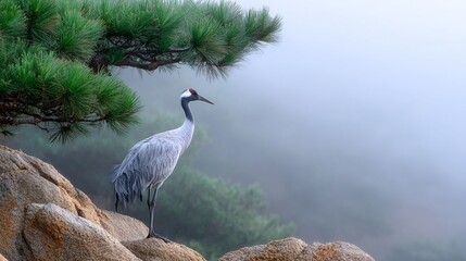 Obraz premium Serene Red-Crowned Crane Standing on Rocky Landscape with Pine Trees and Misty Background