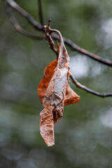 Fototapeta premium promethea moth cocoon in the winter