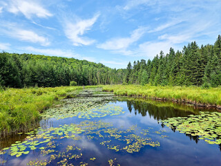 Fototapeta premium A wide wetlands stream with lily pads flowing through a lush green forest under a summer sky.