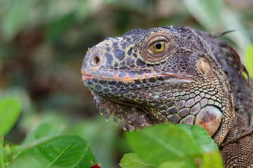 Obraz premium Close-up of a Green Iguana head nestled among lush green leaves, highlighting its intricate grey scales, sharp spines, and observant eye in a natural garden habitat.