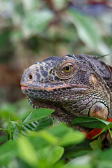 Obraz premium Close-up of a Green Iguana head nestled among lush green leaves, highlighting its intricate grey scales, sharp spines, and observant eye in a natural garden habitat.