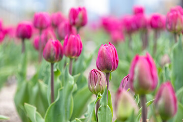 Obraz premium Purple tulip flower blooming season.
